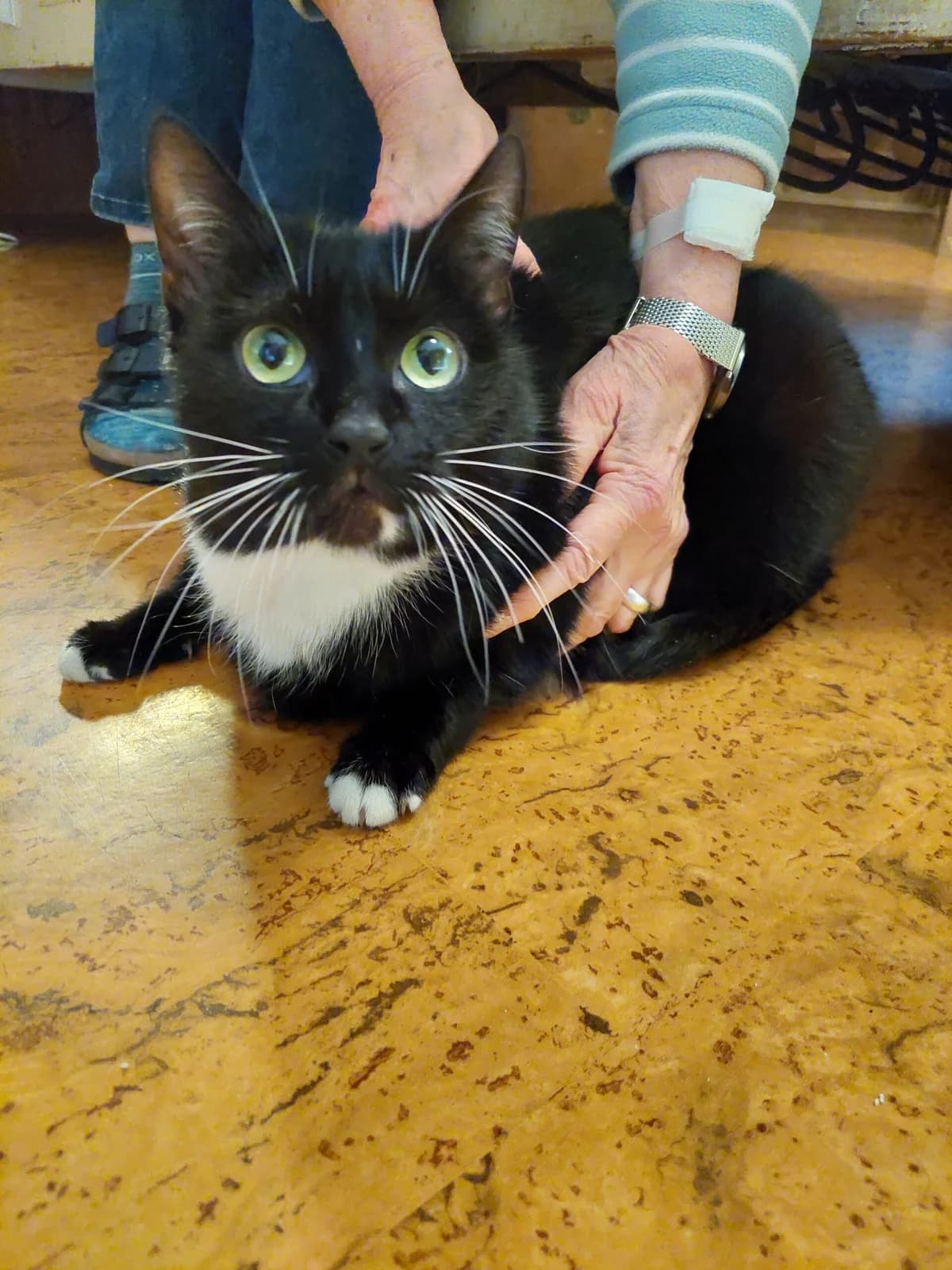 Fundkatze vom 31.1.25, Neuwied-Zentrum, schwarz-weiss female European Shorthair for adoption at Tierheim Neuwied, Neuwied