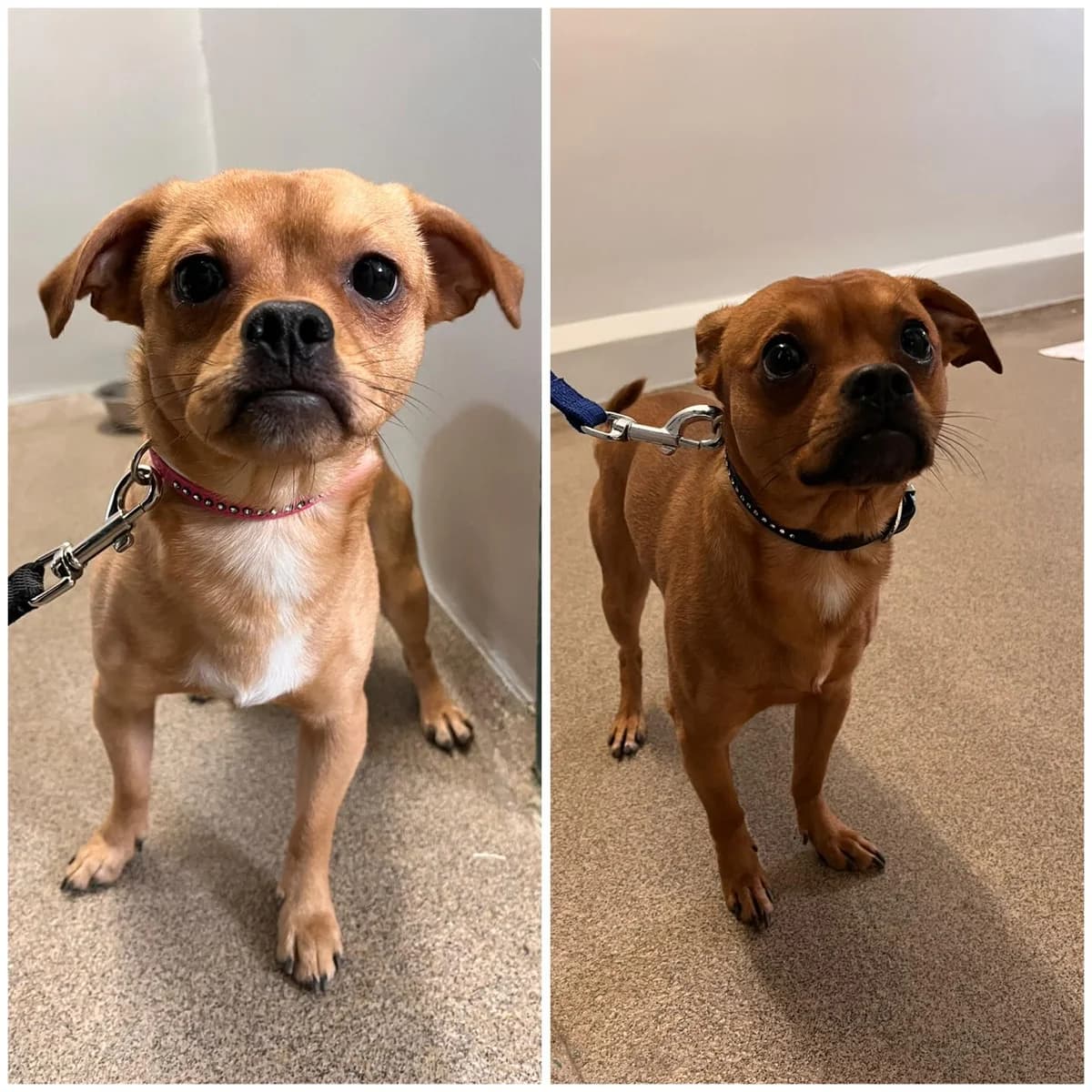 Fundhunde aus Neuwied-Heddesdorf, braun male mixed breed for adoption at Tierheim Neuwied, Neuwied