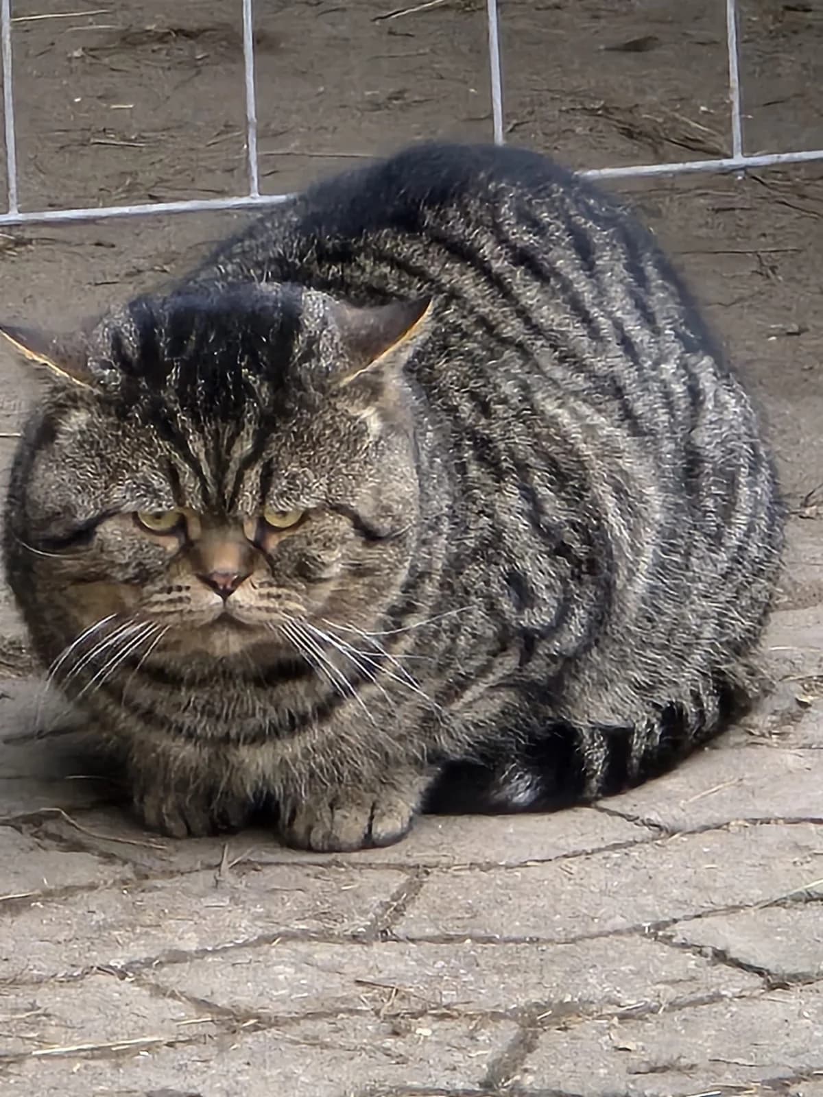 Fundkatze, getigert male European Shorthair for adoption at Tierheim Neuwied, Neuwied