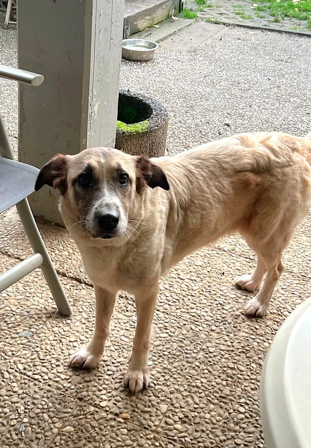 Ruby, female Mixed Breed for adoption at Tierheim Neuwied, Neuwied