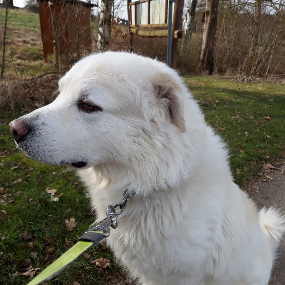 Atila, male German Shepherd for adoption at Tierheim Neuwied, Neuwied