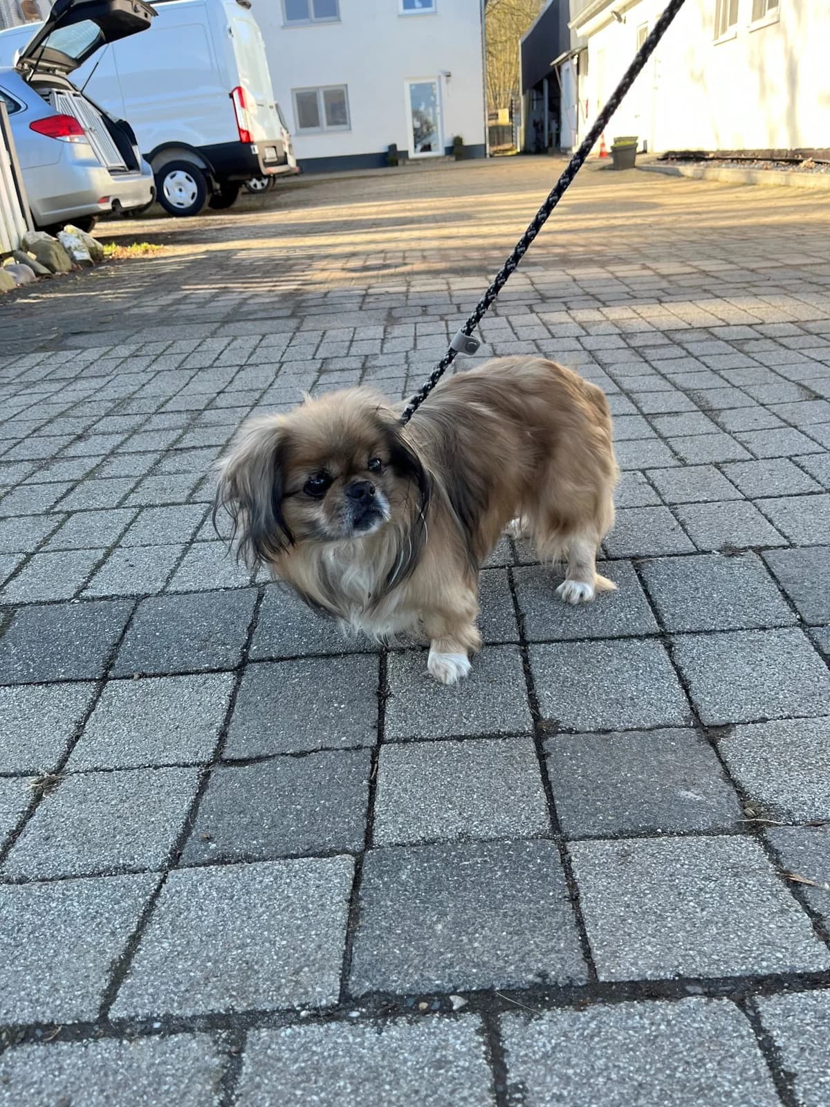 Hund gefunden in Neuwied-Torney, braun male mixed breed for adoption at Tierheim Neuwied, Neuwied