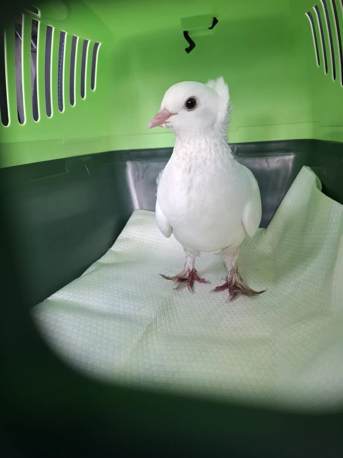Fundtaube aus NR-Stadt, weiß mixed breed for adoption at Tierheim Neuwied, Neuwied