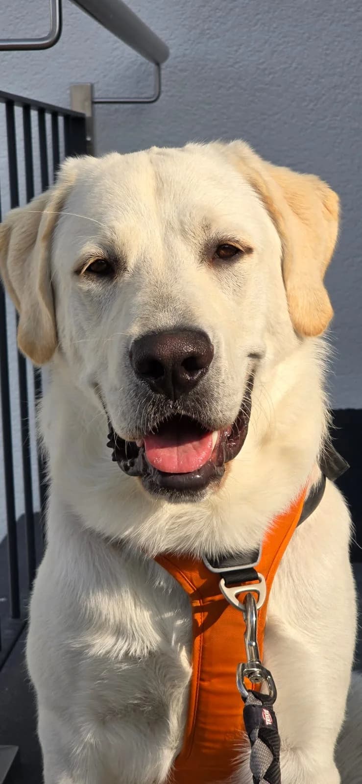 Marlon, male Labrador Retriever for adoption at Tierheim Neuwied, Neuwied