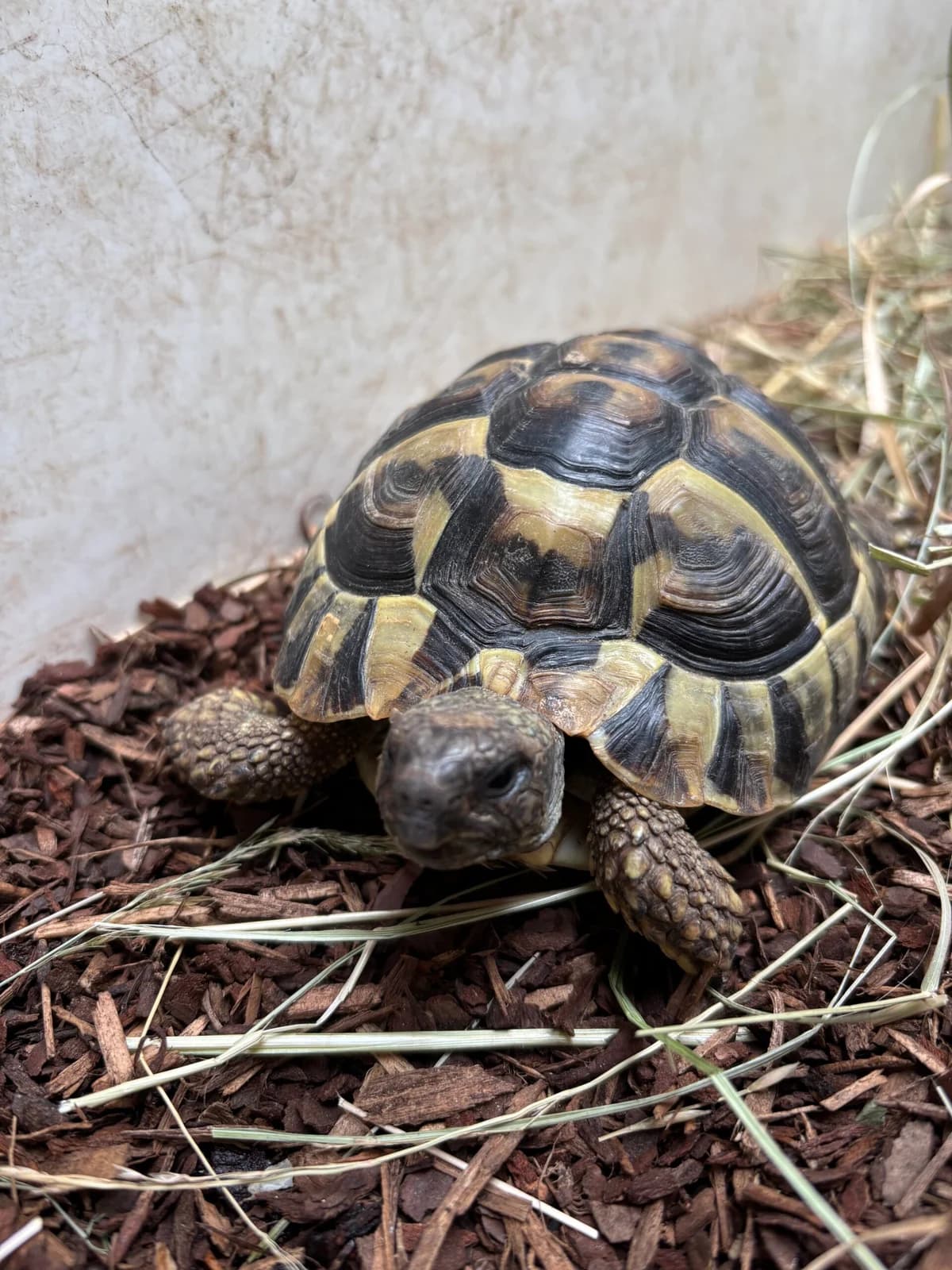 Fundschildkröte Neuwied, male young mixed breed for adoption at Tierheim Neuwied, Neuwied