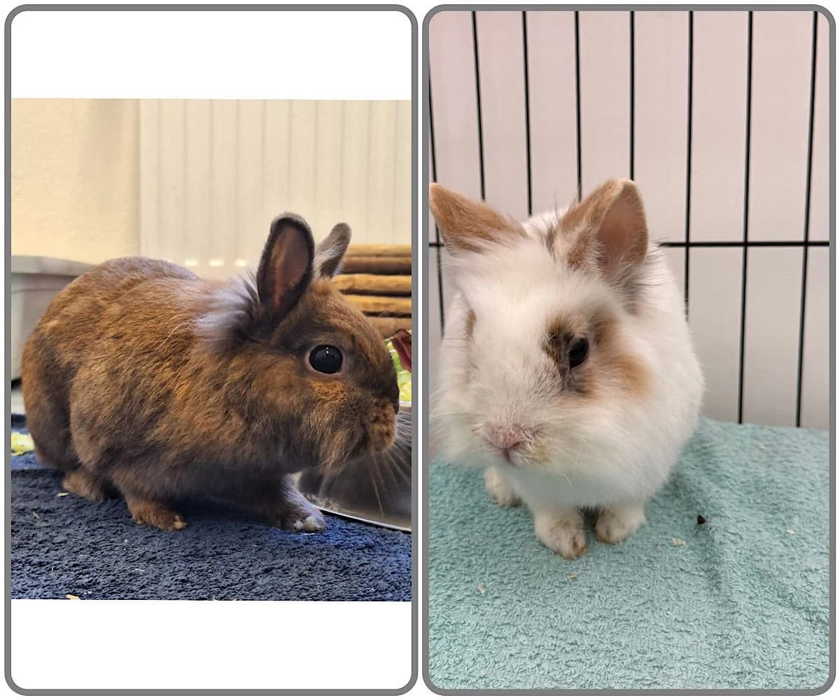 Paula + Diego, braun 6yo mixed breed for adoption at Tierheim Neuwied, Neuwied