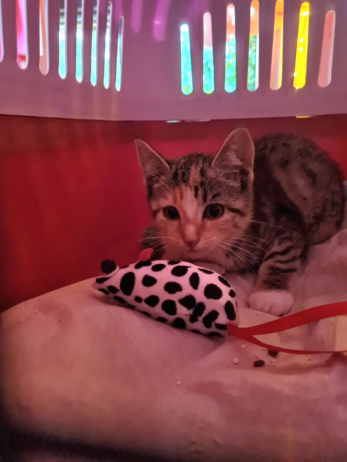 Fundkitten Waldbreitbach, tricolor female European Shorthair for adoption at Tierheim Neuwied, Neuwied