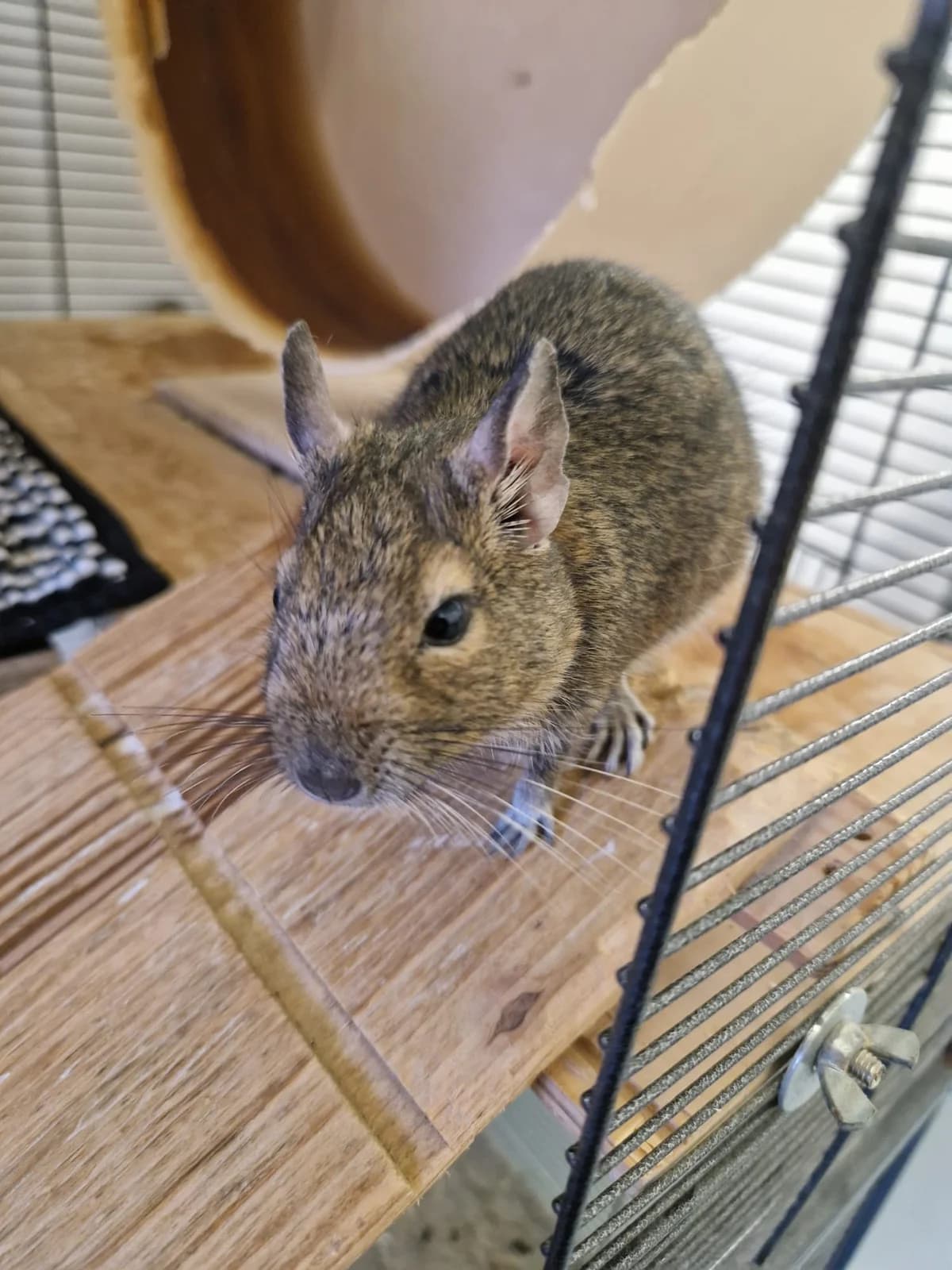 Apollo, Grau /Braun male Degu for adoption at Tierheim Neuwied, Neuwied
