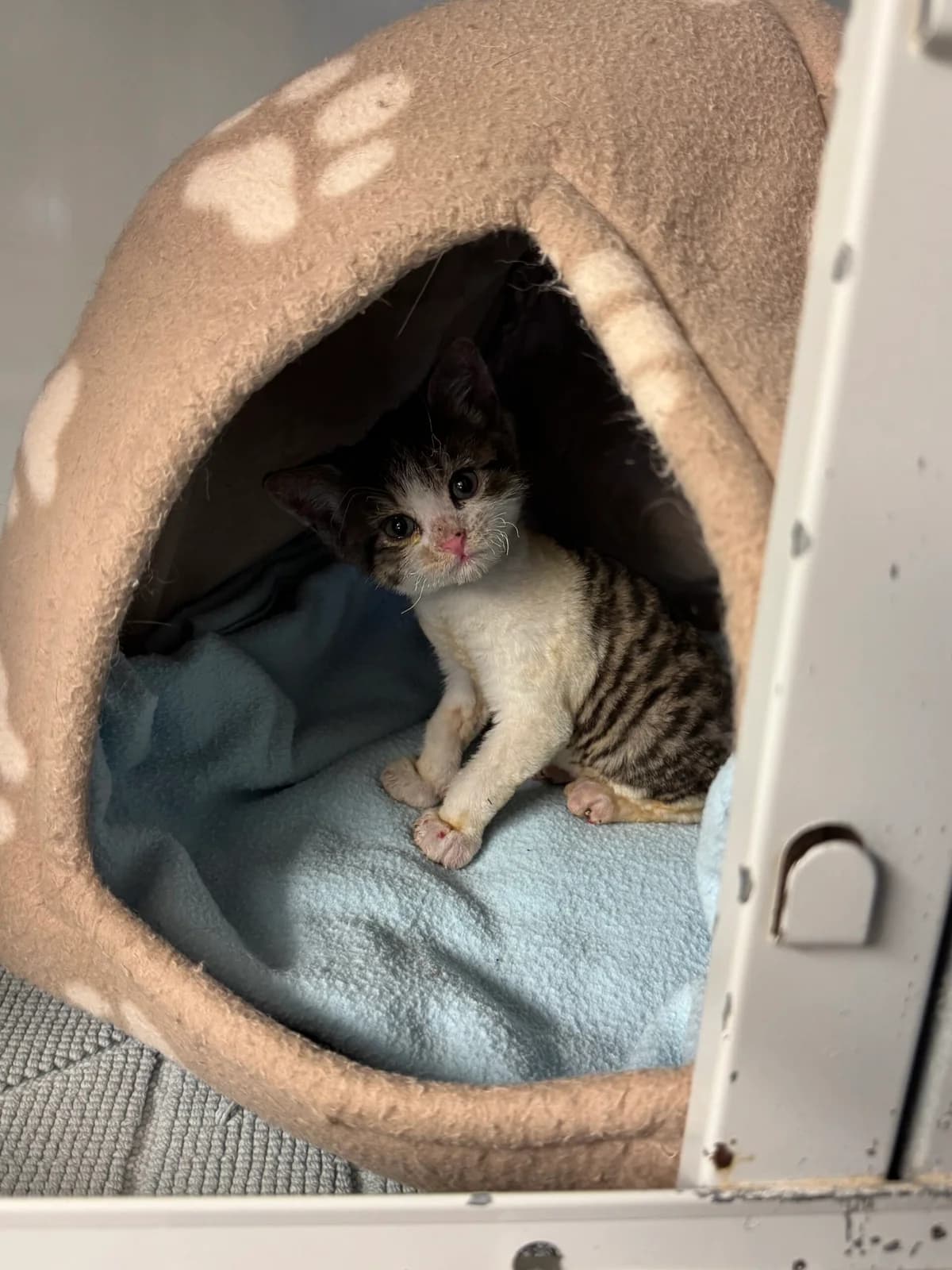 Hope, female European Shorthair for adoption at Tierheim Neuwied, Neuwied