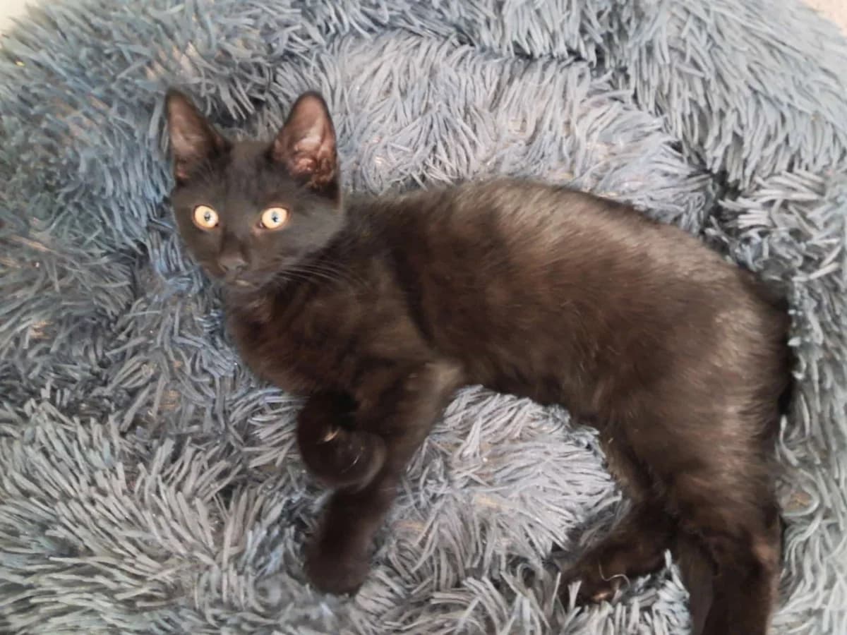 Fundkitten Seyen, schwarz male European Shorthair for adoption at Tierheim Neuwied, Neuwied