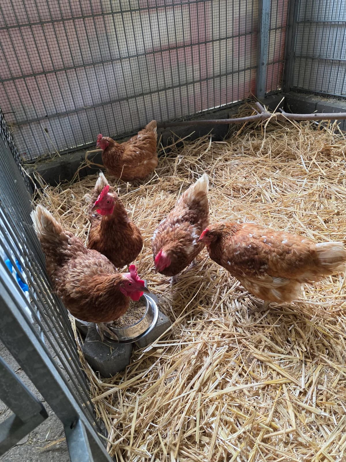 Fundhühner (5) aus Melsbach, female mixed breed for adoption at Tierheim Neuwied, Neuwied