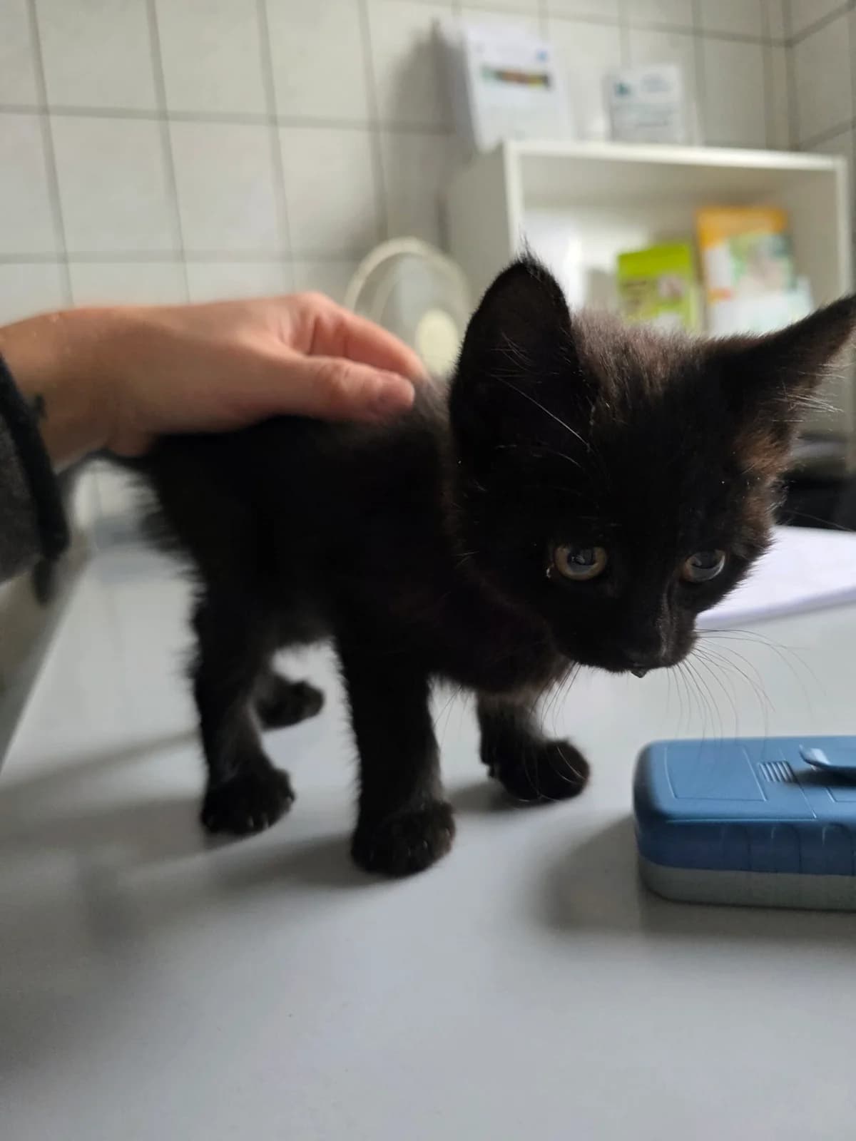 Fundkitten NR-Niederbieber, schwarz female European Shorthair for adoption at Tierheim Neuwied, Neuwied