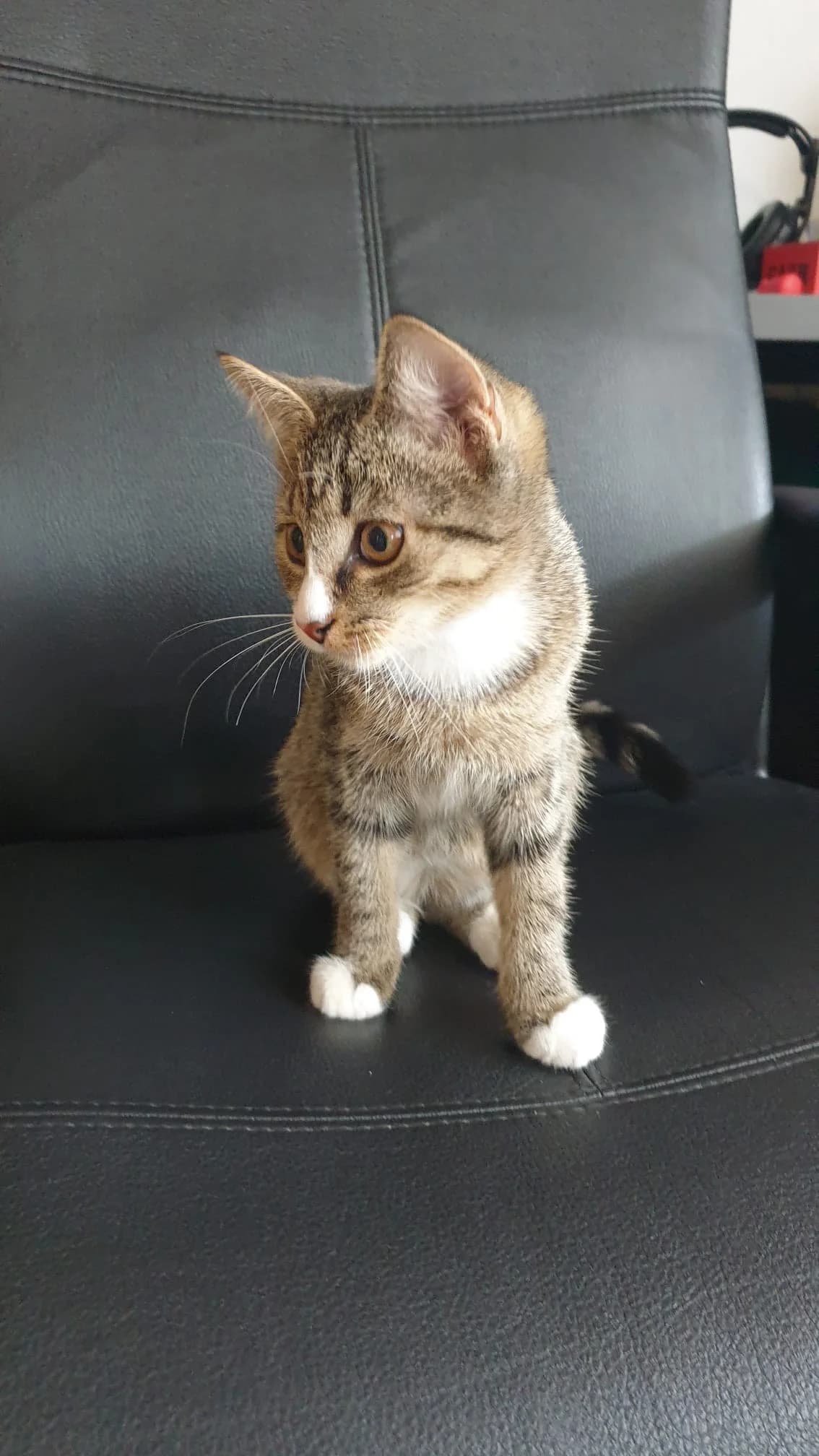 Fundkatze Oberbieber, braun tiger mit weiß female European Shorthair for adoption at Tierheim Neuwied, Neuwied
