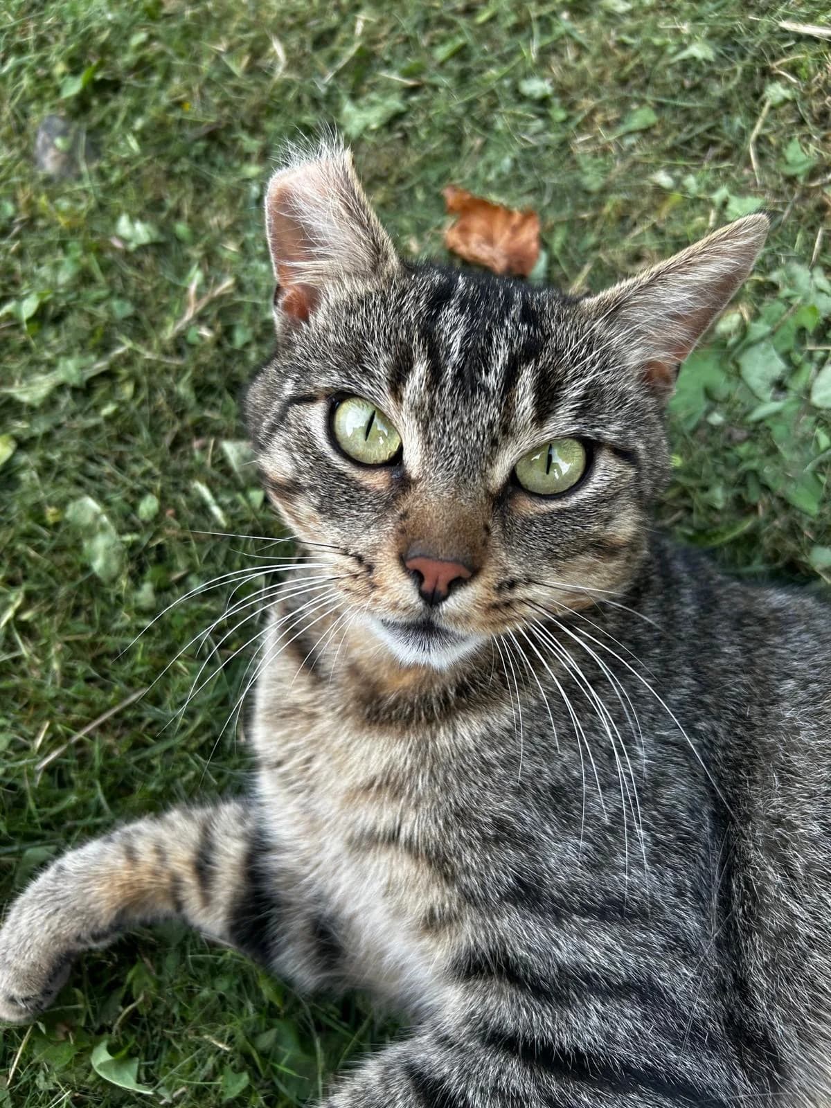 Fundkatze Hanroth, tiger male European Shorthair for adoption at Tierheim Neuwied, Neuwied