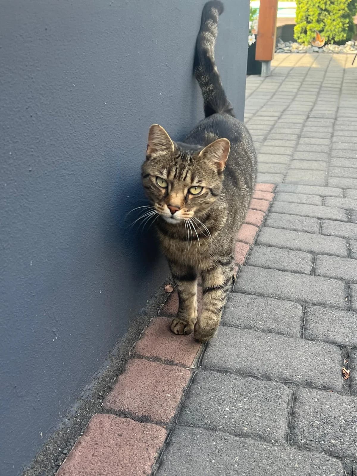 Fundkatze vom 06.09.2025 Block, tiger male European Shorthair for adoption at Tierheim Neuwied, Neuwied