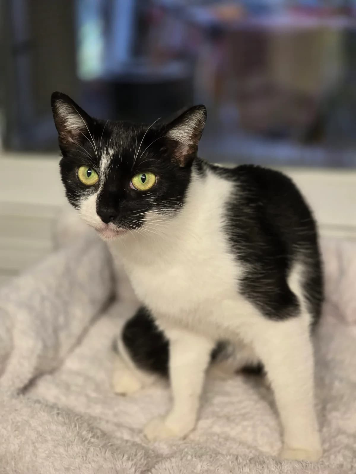 Ramsey, schwarz-weiß female European Shorthair for adoption at Tierheim Neuwied, Neuwied