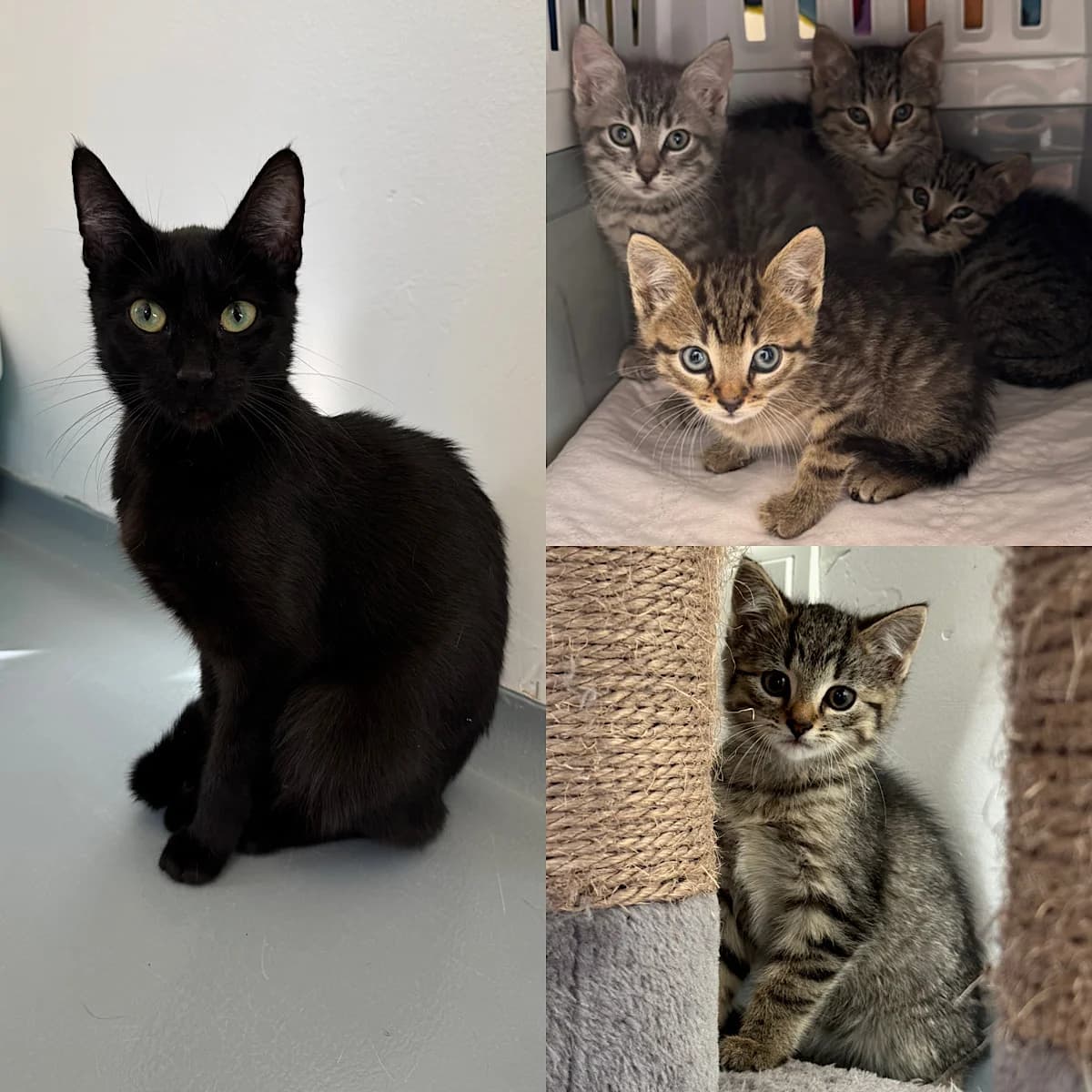 Fundkatze mit 5 Kitten aus Heddesdorf, European Shorthair for adoption at Tierheim Neuwied, Neuwied