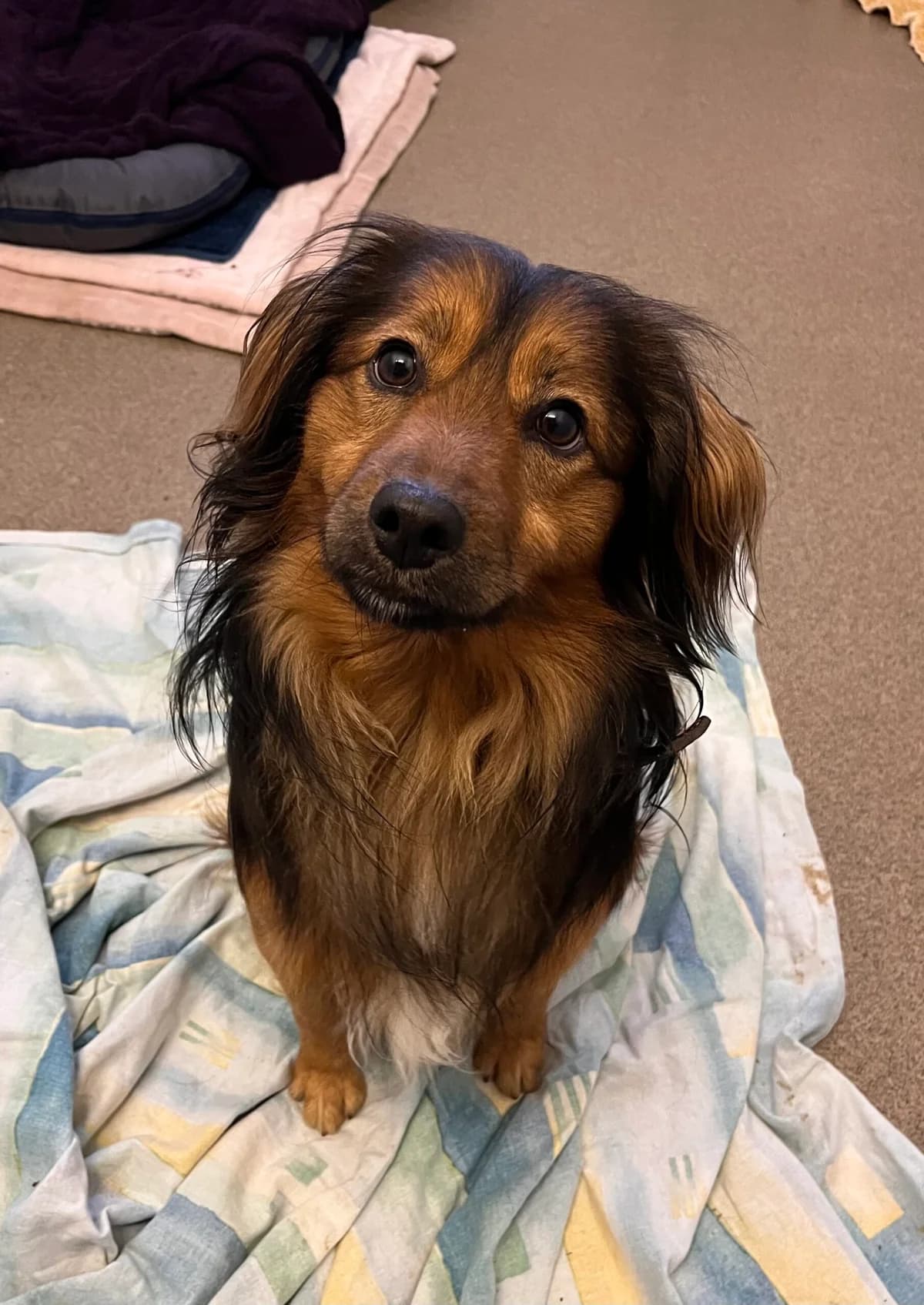 Rocky, male Mixed Breed for adoption at Tierheim Neuwied, Neuwied