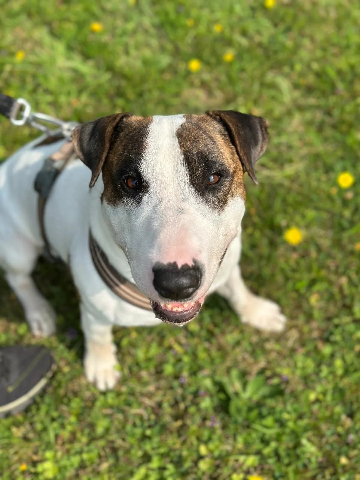 Tyson, male 5yo Bull Terrier for adoption at Tierheim Neuwied, Neuwied