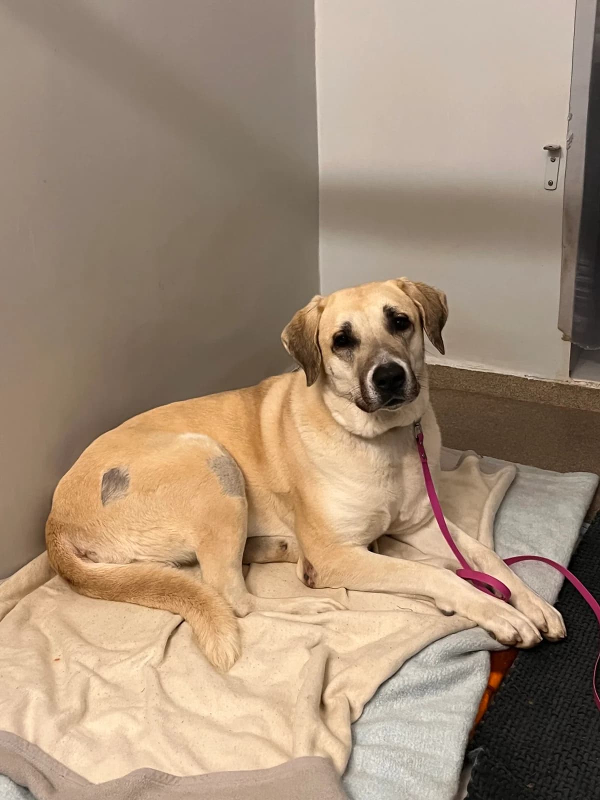 Asena, female 3yo Kangal for adoption at Tierheim Neuwied, Neuwied