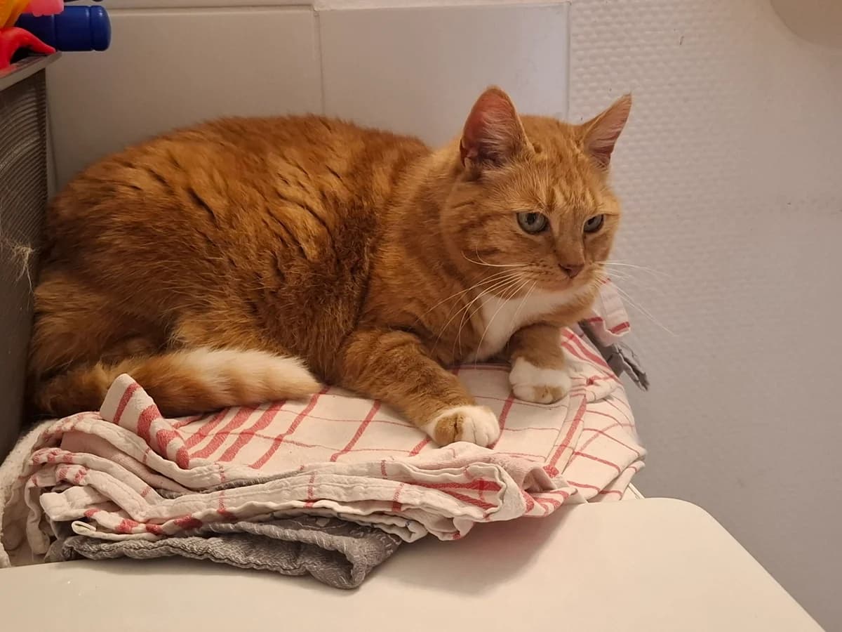 Charly, rot/weiß male European Shorthair for adoption at Tierheim Neuwied, Neuwied