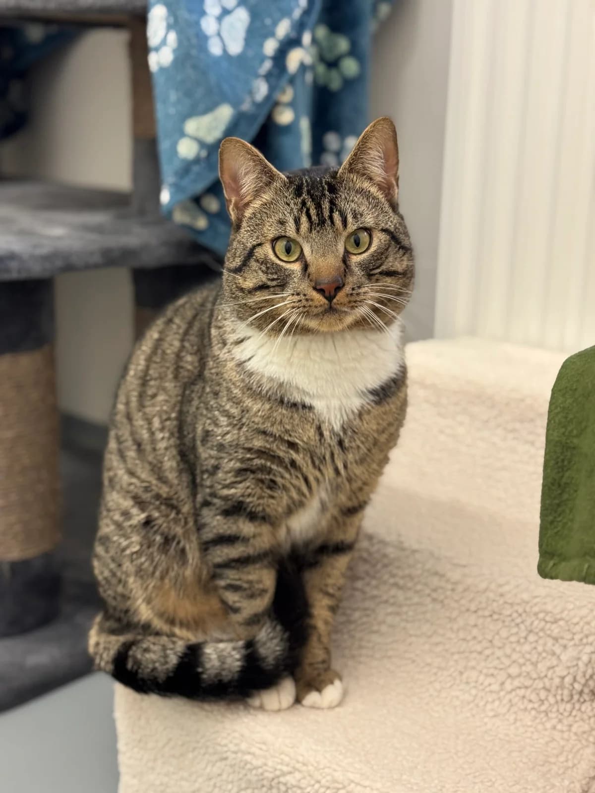 Mirko, Getigert+weiß male European Shorthair for adoption at Tierheim Neuwied, Neuwied