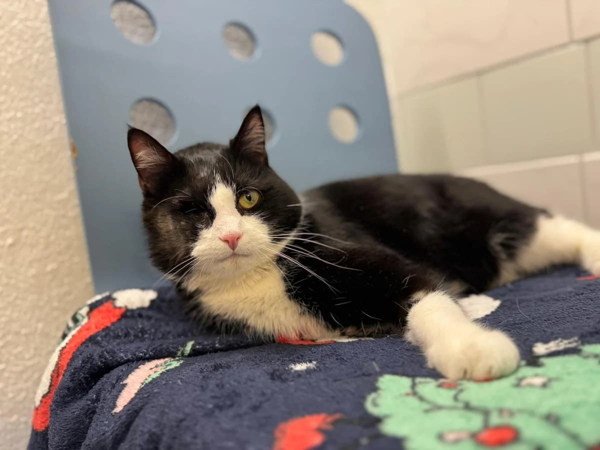 Cpt. Hook, schwarz+weiß male European Shorthair for adoption at Tierheim Neuwied, Neuwied