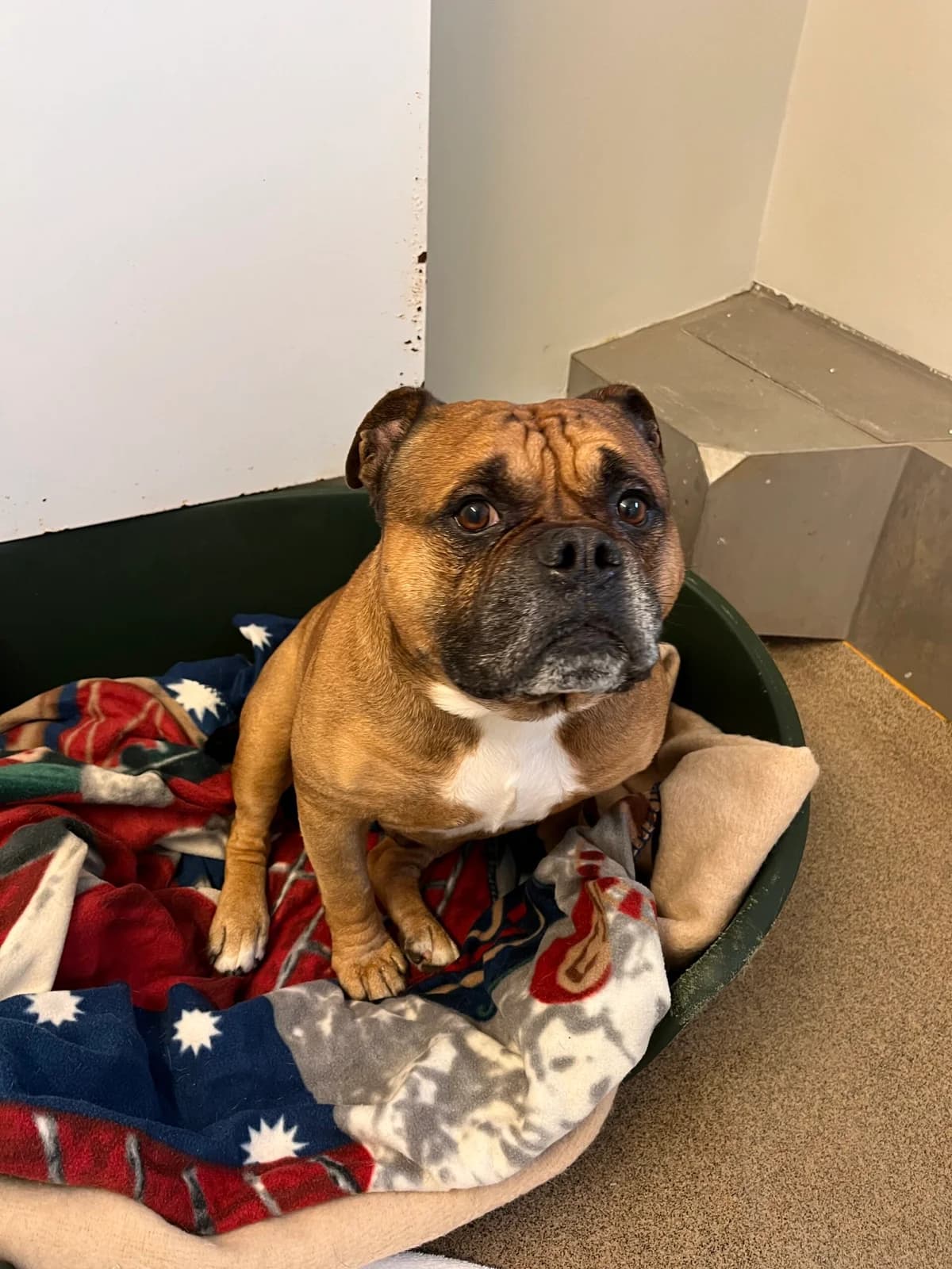 Bobby, male 5yo English Bulldog for adoption at Tierheim Neuwied, Neuwied