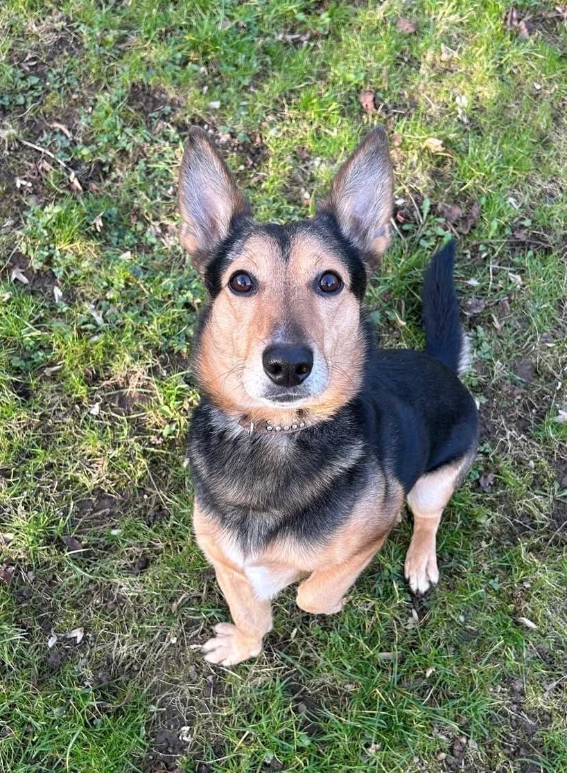 Charlie, male mixed breed for adoption at Tierheim Neuwied, Neuwied