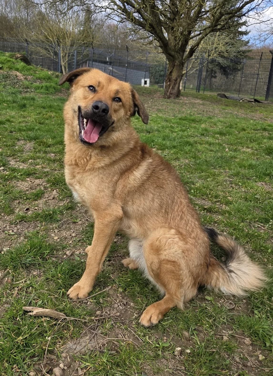Aro, male Mixed Breed for adoption at Tierheim Neuwied, Neuwied