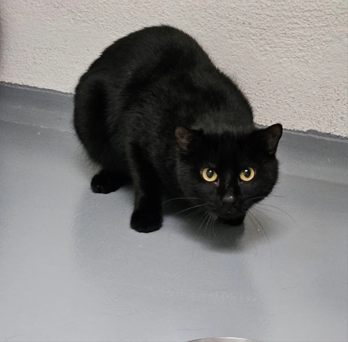 Ilyas, male European Shorthair for adoption at Tierheim Neuwied, Neuwied