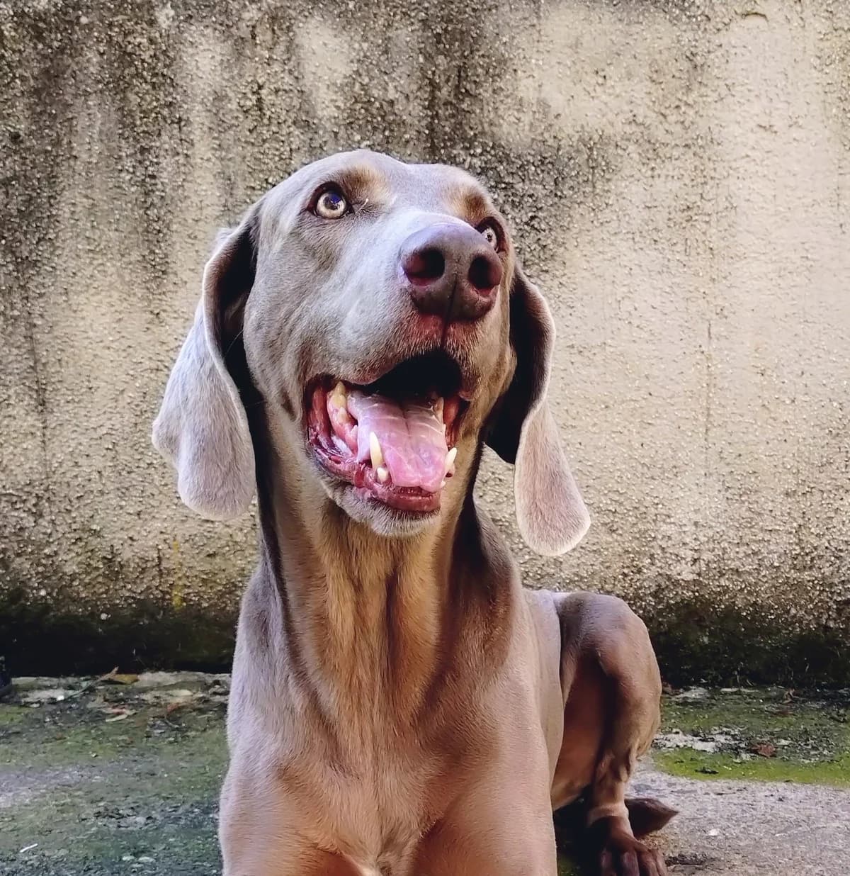 Ben, male senior Weimaraner for adoption at Tierheim Neuwied, Neuwied