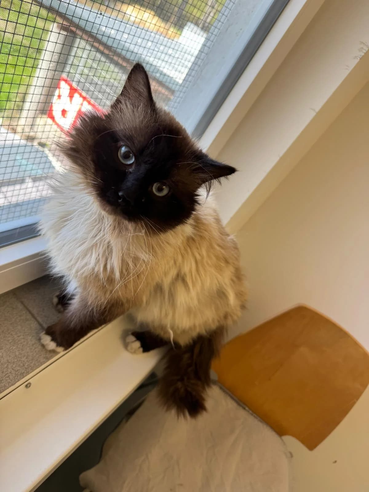 Dylan, male young Birman for adoption at Tierheim Neuwied, Neuwied