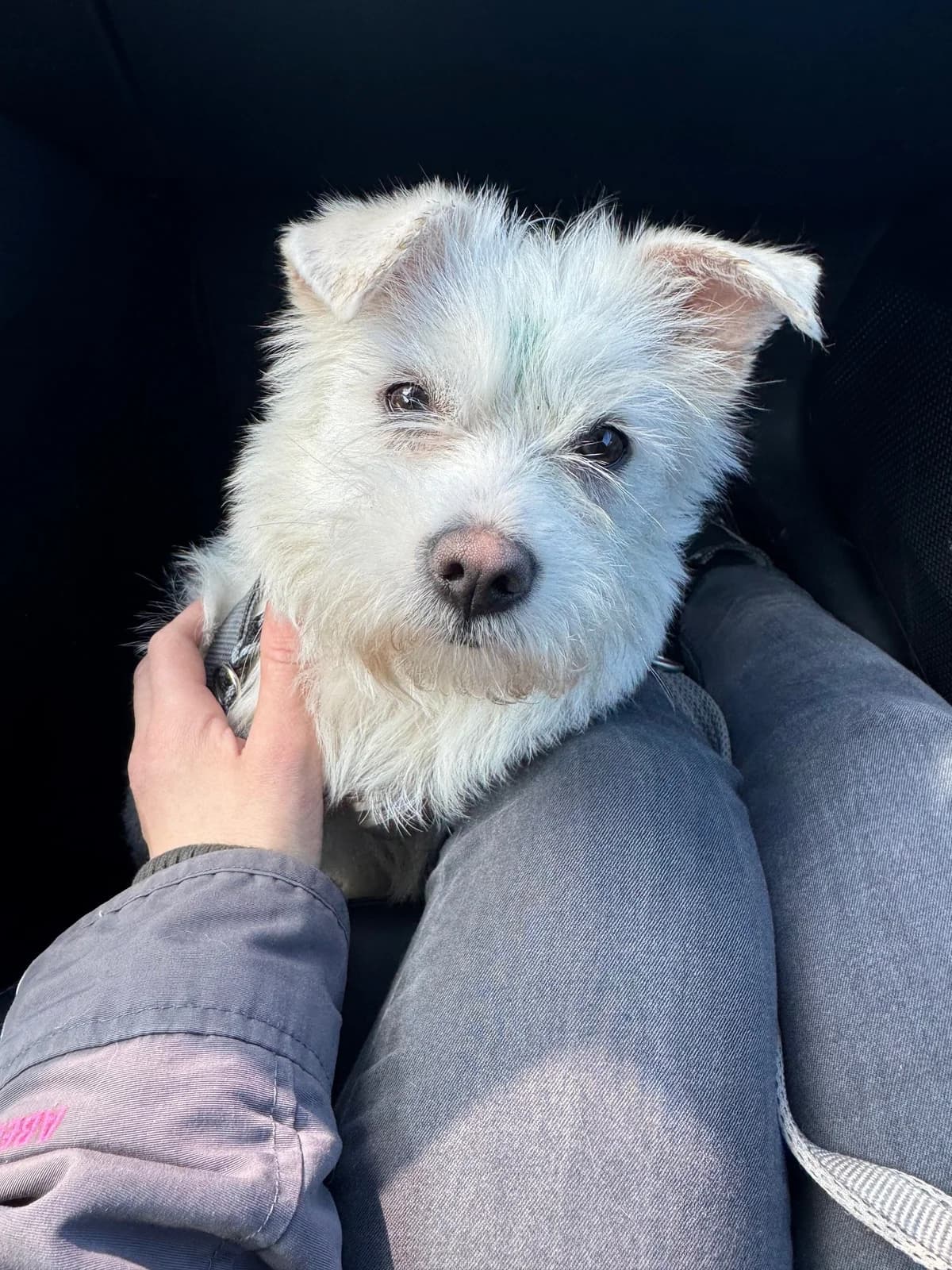 Josefine, weiß female Mixed Breed for adoption at Tierheim Neuwied, Neuwied