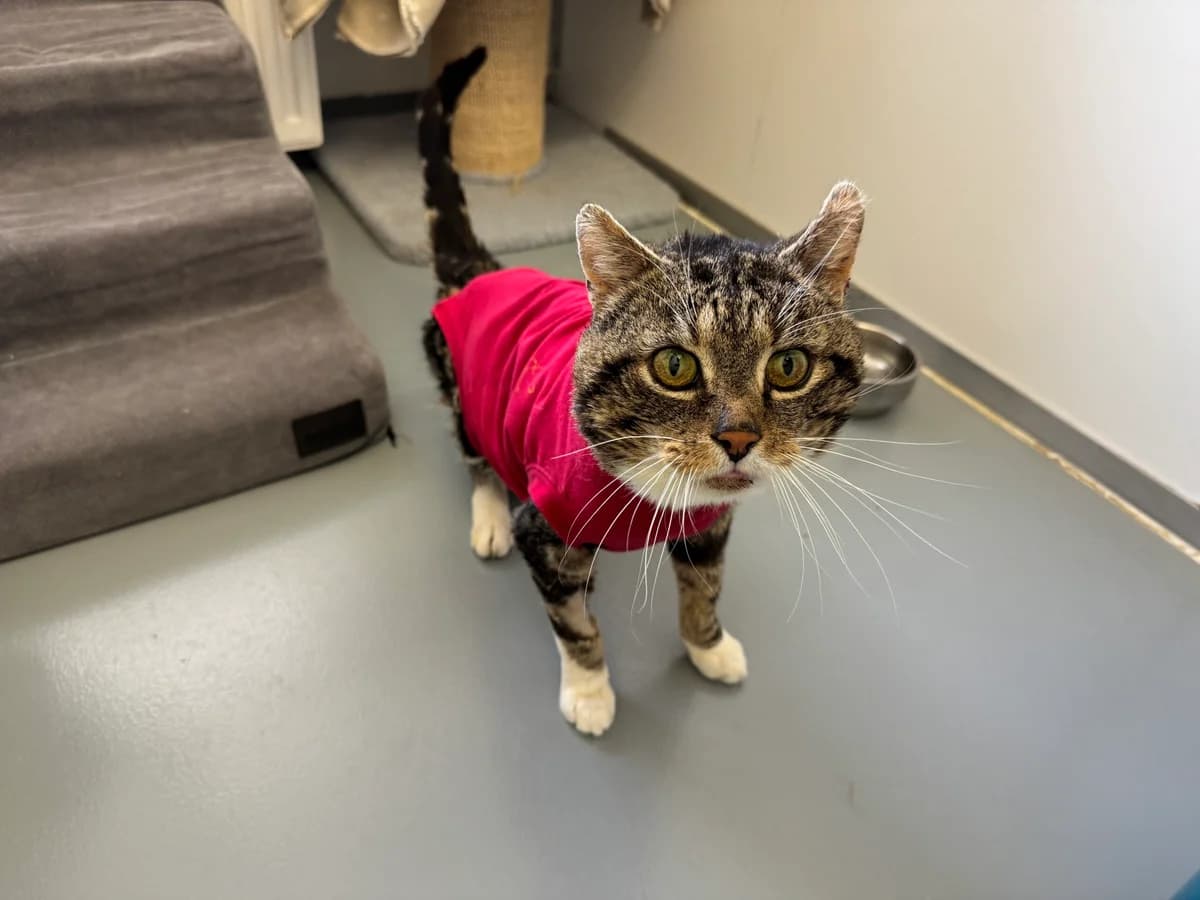 Fundkatze aus Oberhonnefeld, Getigert+weiß male European Shorthair for adoption at Tierheim Neuwied, Neuwied