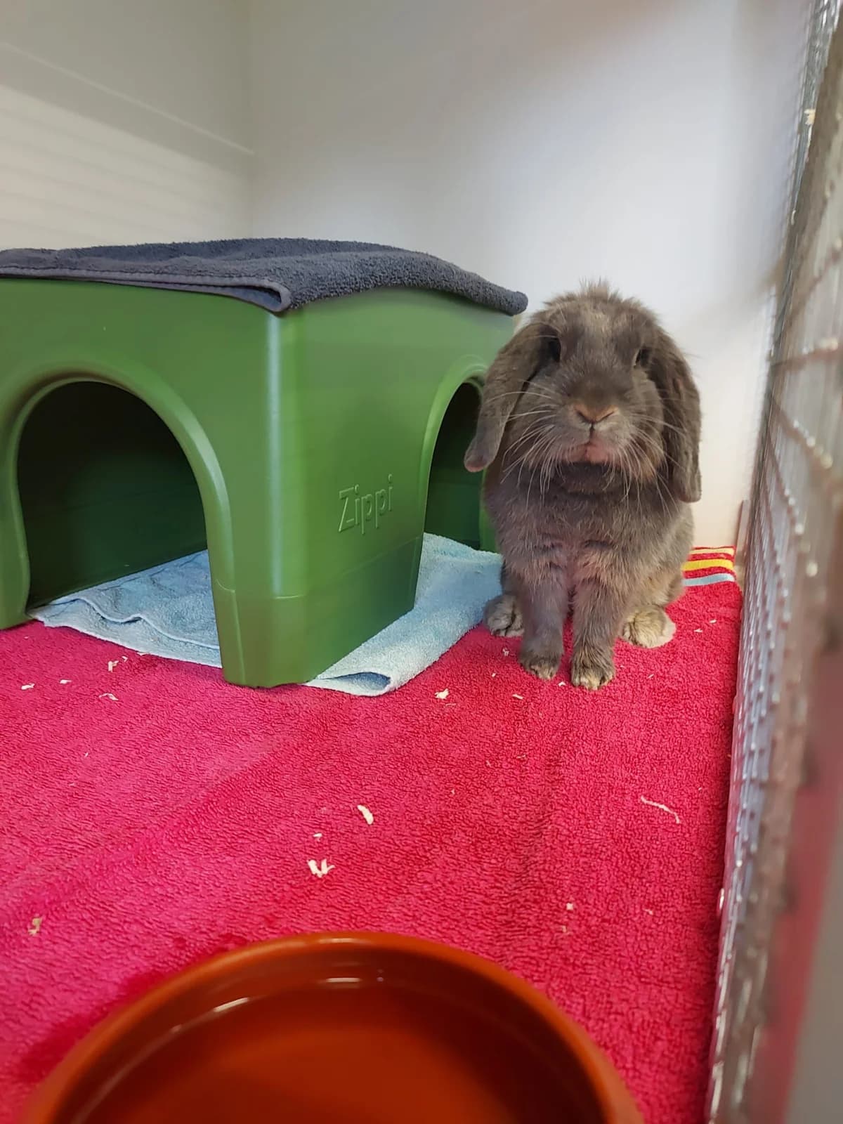 Dimka, grau female mixed breed for adoption at Tierheim Neuwied, Neuwied