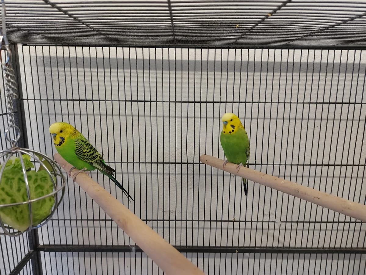 Ernie und Bert, grün male mixed breed for adoption at Tierheim Neuwied, Neuwied