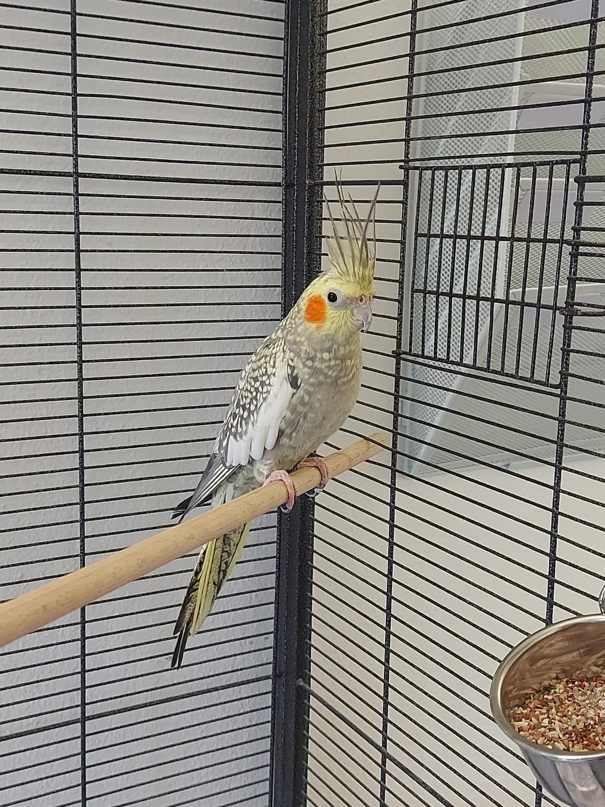 Popcorn, male mixed breed for adoption at Tierheim Neuwied, Neuwied