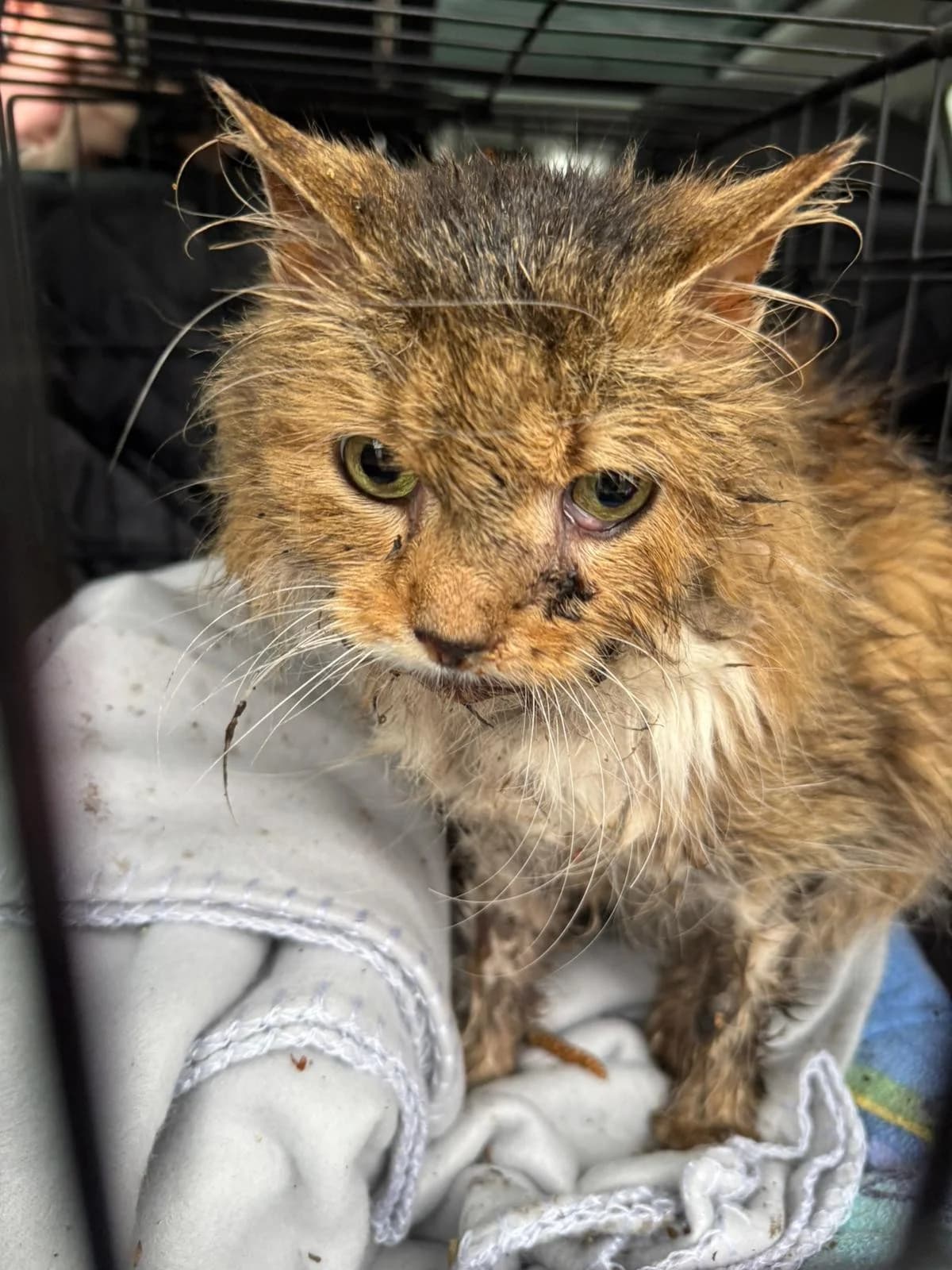 Fundkatze Torney, tiger mit weiß female mixed breed for adoption at Tierheim Neuwied, Neuwied
