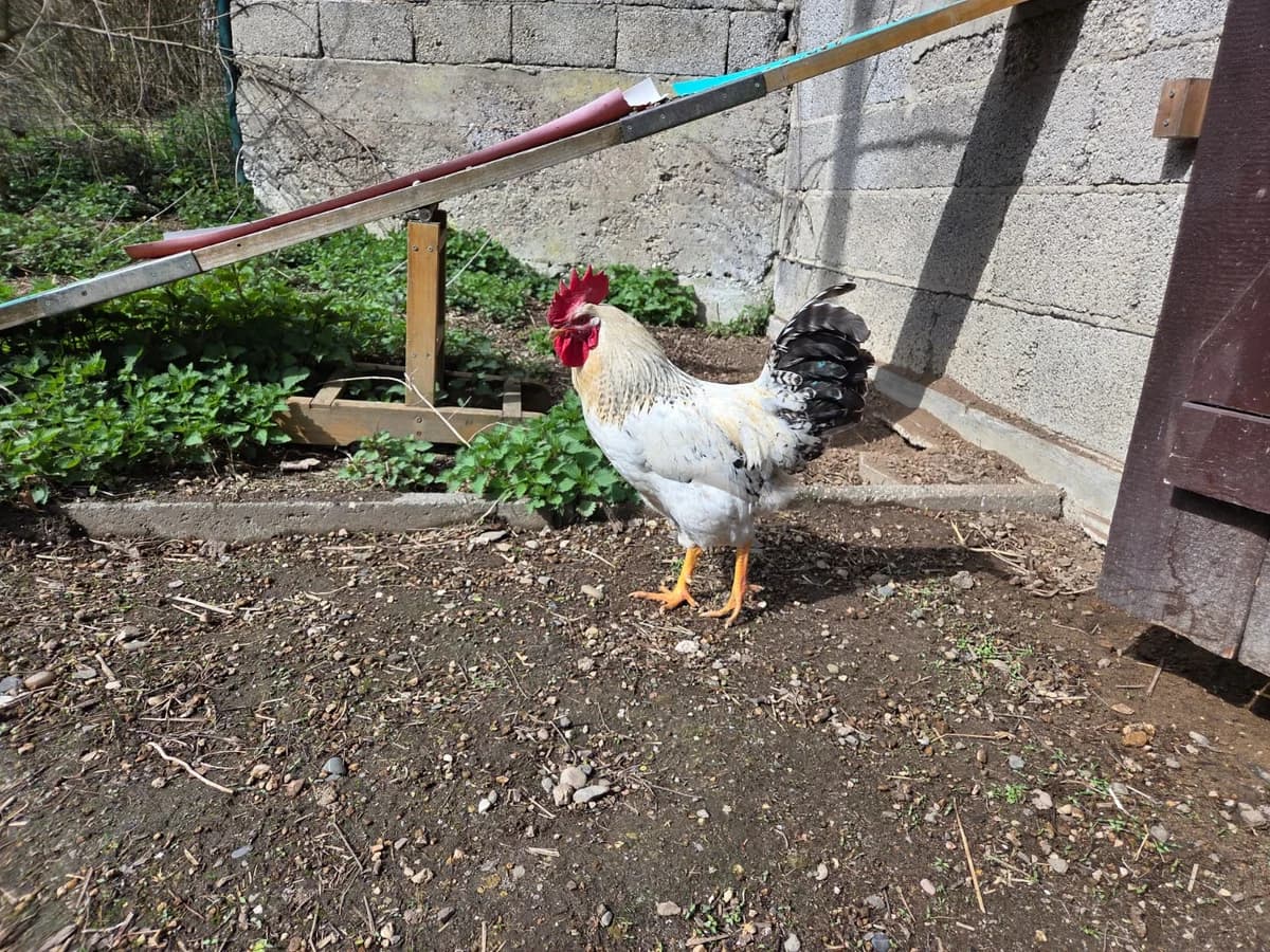 Steve, weiΓ-schwarz male mixed breed for adoption at Tierheim Neuwied, Neuwied
