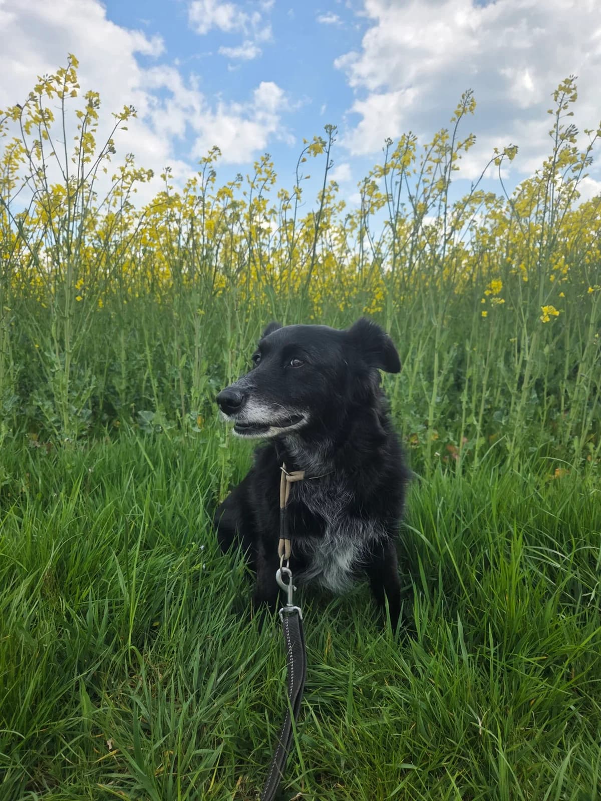 Mali, schwarz female senior Mixed Breed for adoption at Tierheim Neuwied, Neuwied