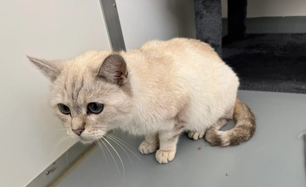Fundkater NR-Heddesdorf, male European Shorthair for adoption at Tierheim Neuwied, Neuwied
