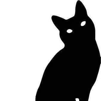 Fundkater Heimbach-Weis, male European Shorthair for adoption at Tierheim Neuwied, Neuwied