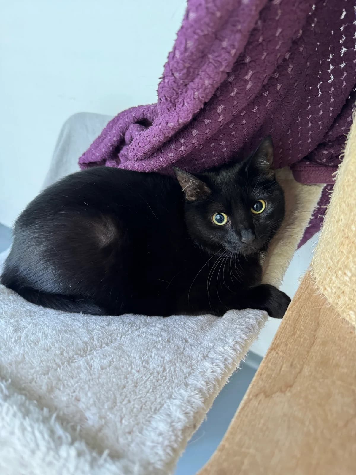 Stupsi, Schwarz female 3yo European Shorthair for adoption at Tierheim Neuwied, Neuwied