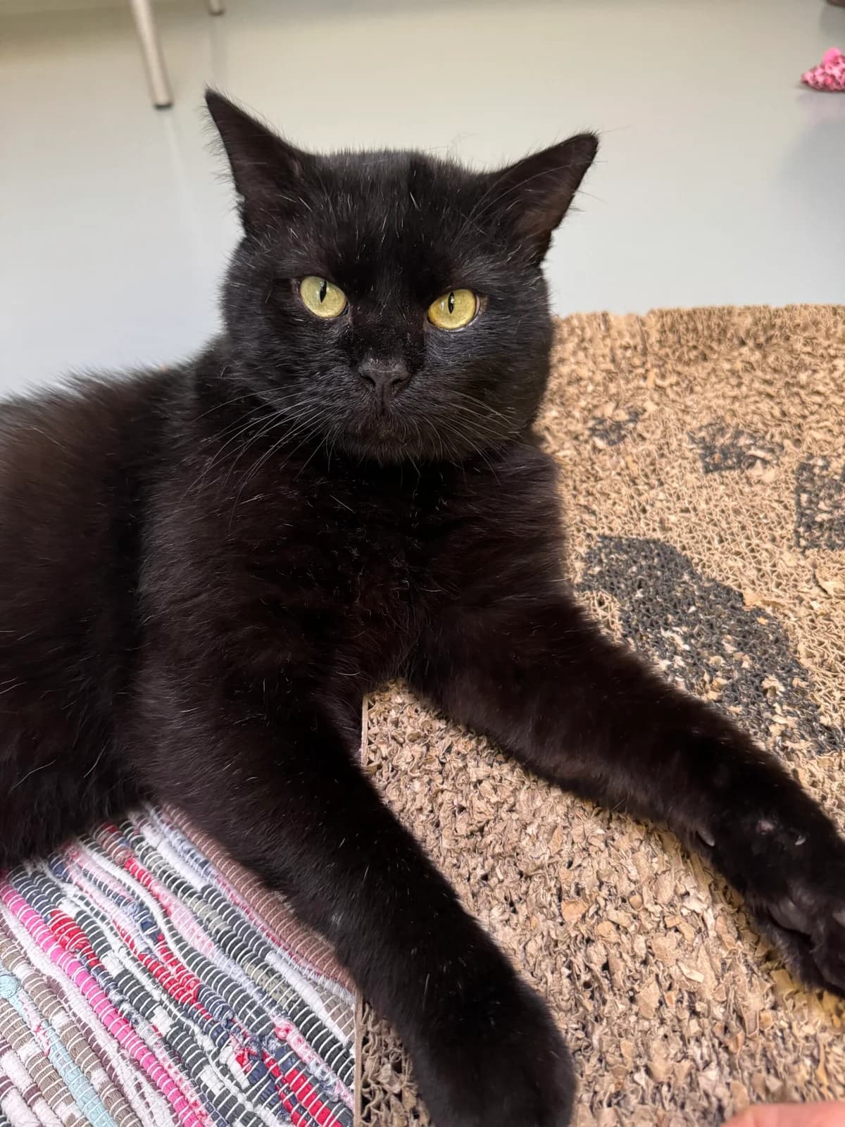 Raul, Schwarz male young European Shorthair for adoption at Tierheim Neuwied, Neuwied