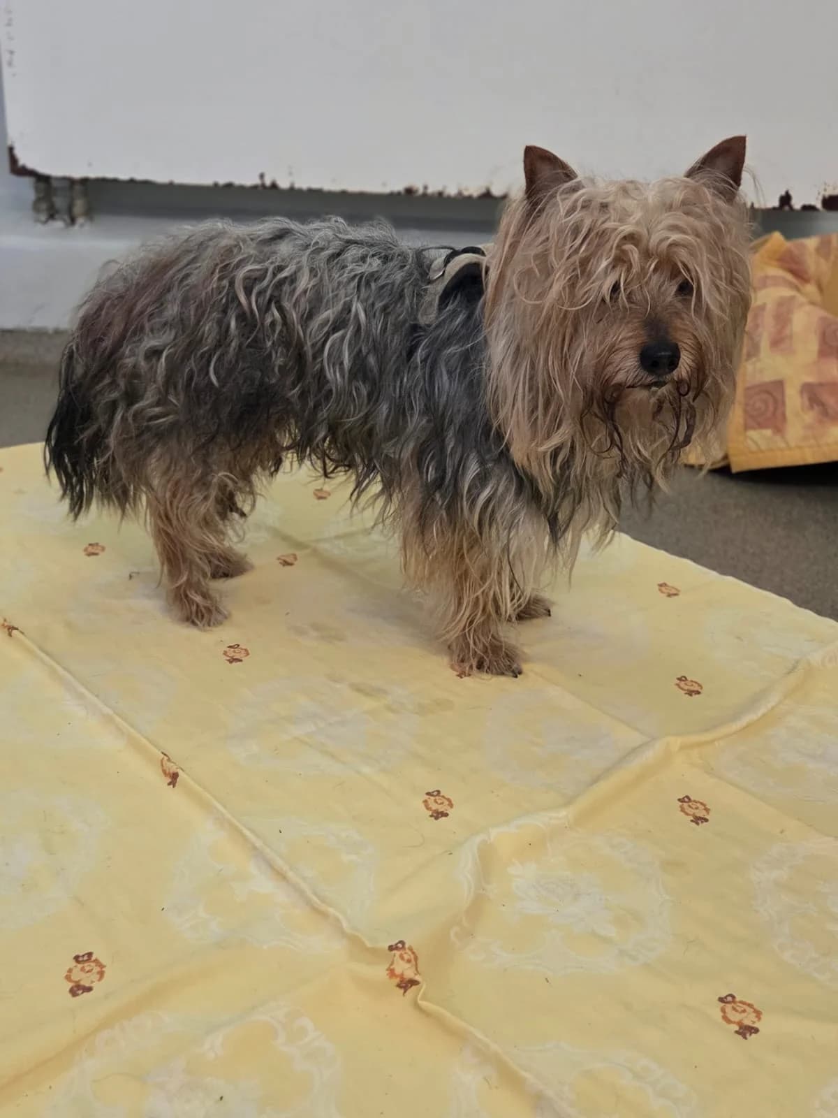 Fundhund, male puppy Yorkshire Terrier for adoption at Tierheim Neuwied, Neuwied