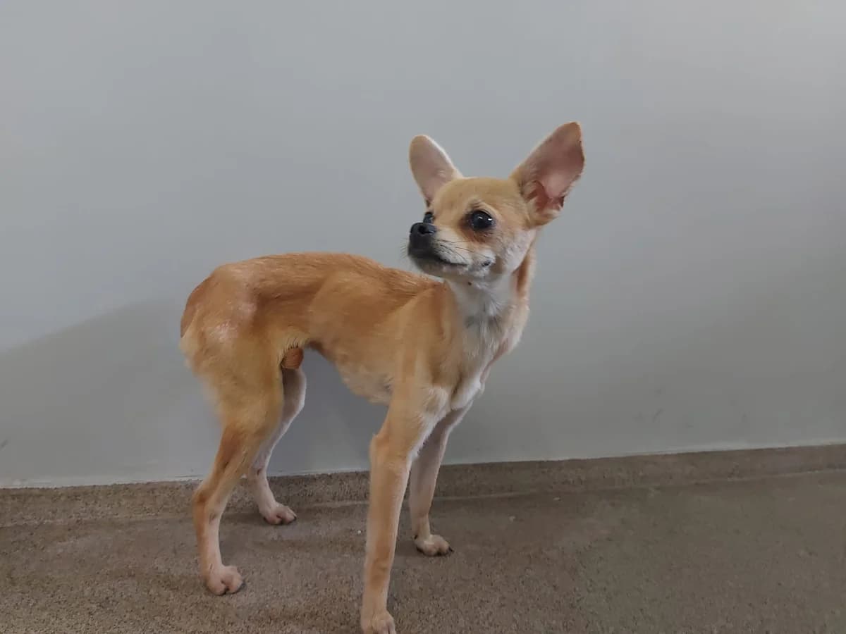 Fundhund Oberhonnefeld-Gierend, blond male Chihuahua for adoption at Tierheim Neuwied, Neuwied