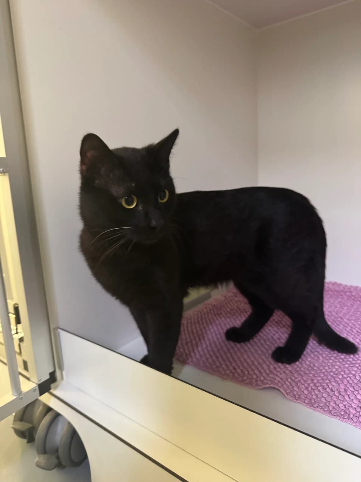 Fundkater Irlich, Schwarz male European Shorthair for adoption at Tierheim Neuwied, Neuwied