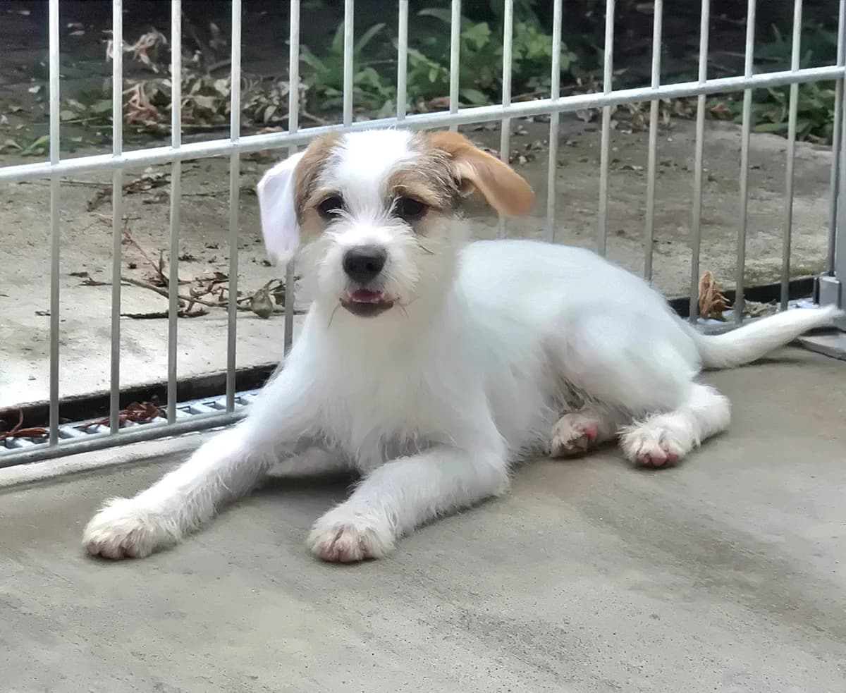 Lyra, female puppy Mixed Breed for adoption at Tierheim Neuwied, Neuwied
