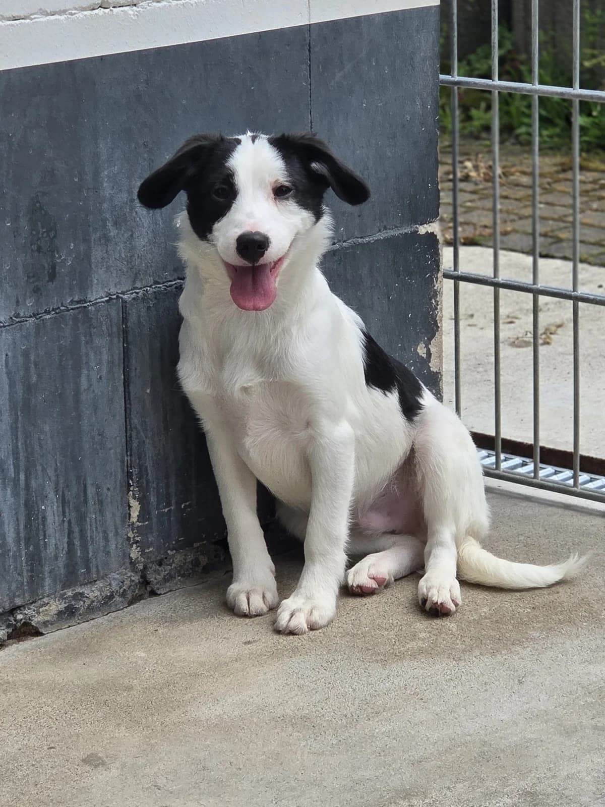 Odin, male puppy Mixed Breed for adoption at Tierheim Neuwied, Neuwied